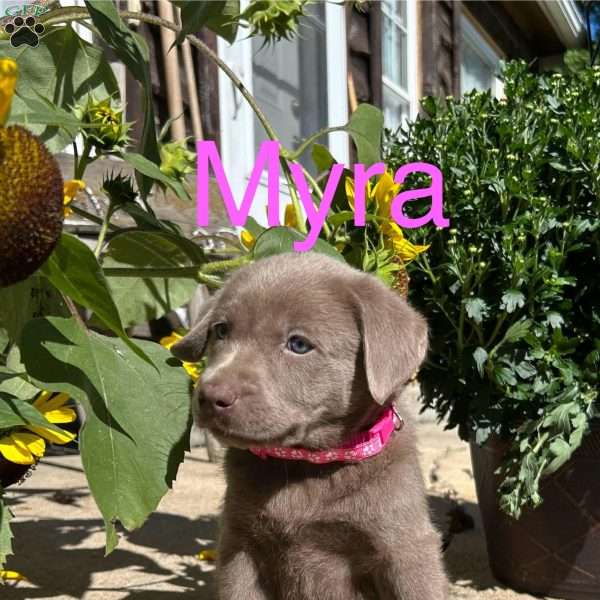 Myra, Silver Labrador Retriever Puppy